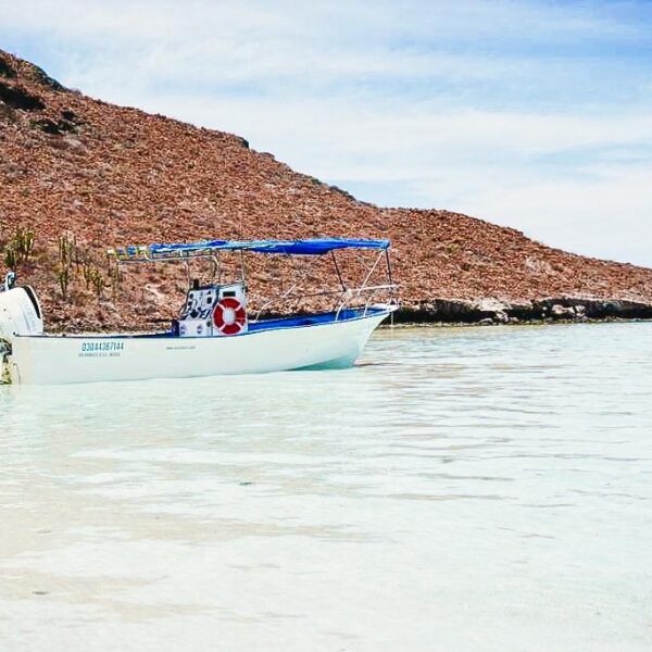 PANGA (TIBURÓN BALLENA)